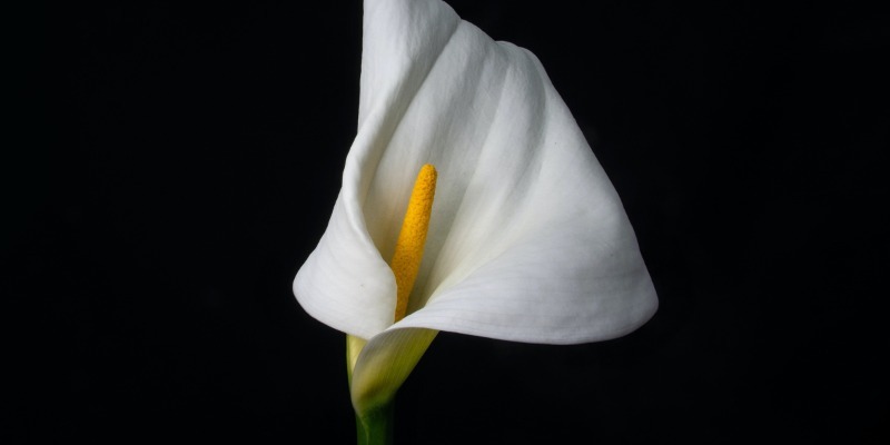 cala lily funeral david-brooke